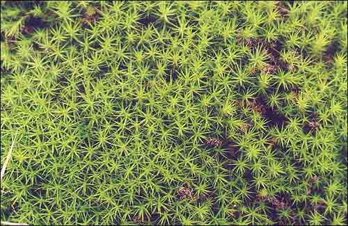 i  / Haircap moss / Polytrichum.  2000 .