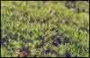Кукушкiн лен / Haircap moss / Polytrichum. Лета 2000 г.