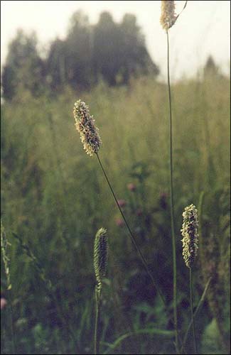  /  / Timothy(-grass) / Phleum