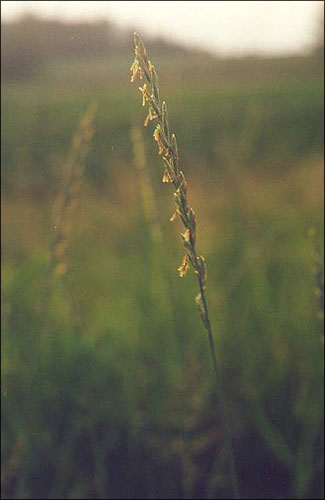 i /  / ouch-grass / Agropyron
