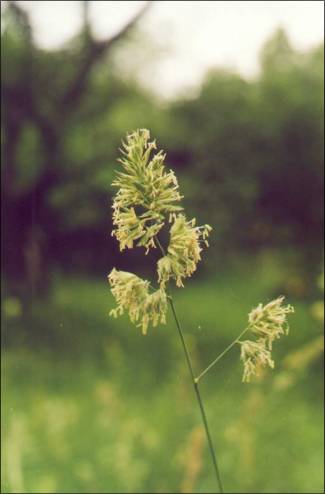   / orchard-grass, dew-grass / Dactylis glomerata