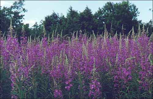  / , - / Rose-bay, Willow-herb, Blooming sally / Epilobium, Chamaenerion