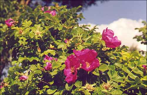  /  / Dog-rose (Flowers) / Rosa