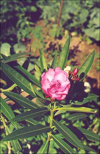 /  / Oleander / Nerium