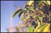 Бархат амурскі /Phellodendron amurense