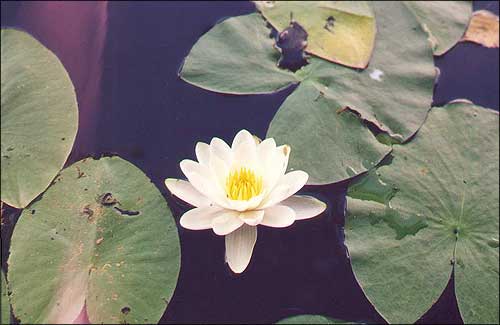  /   / Water-lily, Water lily / Nymphaea