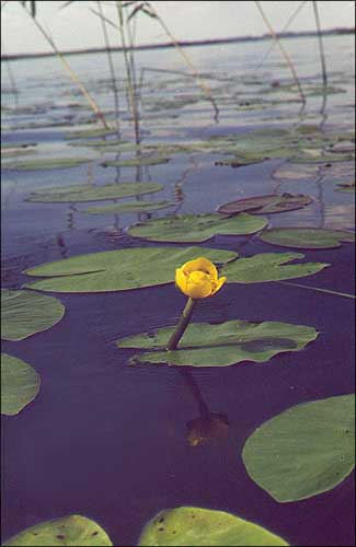   /  / Can-dock / Nuphar
