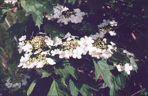 i /  / Snowball tree, Guelder-rose, Viburnum / Viburnum