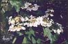 Калiна / Калина / Snowball tree, Guelder-rose, Viburnum / Viburnum