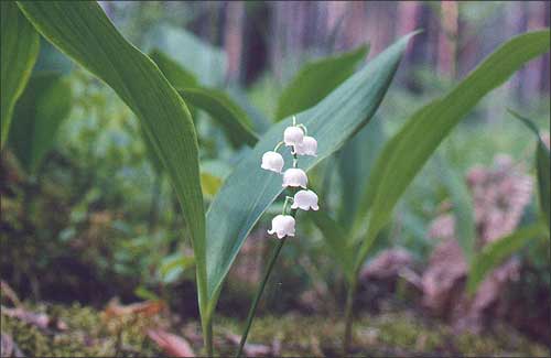  /  / Lily of the valley / Carvallaria