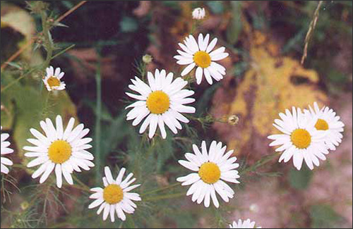  /  / Camomile; Ox-eye daisy / Matricaria