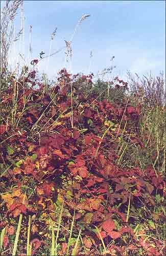    /   / Blackberries, Bramble Dew-berry / Rubus caesius