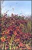 Ажыны ў восень / Ежевика осенью / Blackberries, Bramble Dew-berry / Rubus caesius