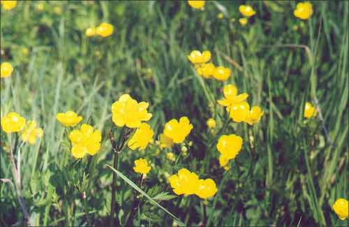  /  /  Buttercup, Yellow-cup / Ranunculus