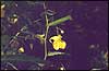 Тапiнамбур, Земляная груша / Топинамбур / American artichoke, Brazilian artichoke / Heliantus tiberosus