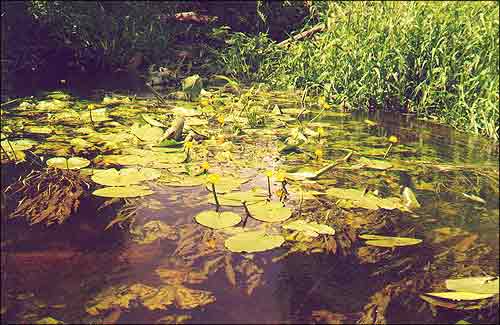   /  / Spatterdock, Yellow pond-lyily / Nuphar