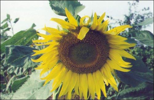  /  / Sunflower / Helianthus annuus